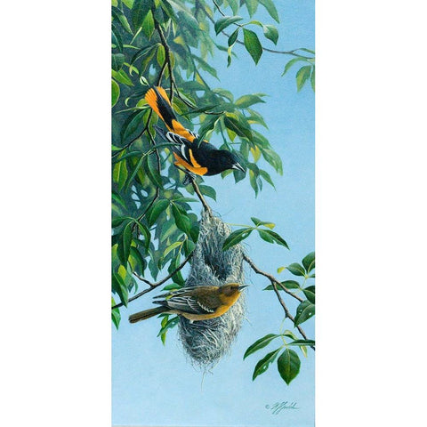 Nesting Orioles Black Modern Wood Framed Art Print by Goebel, Wilhelm
