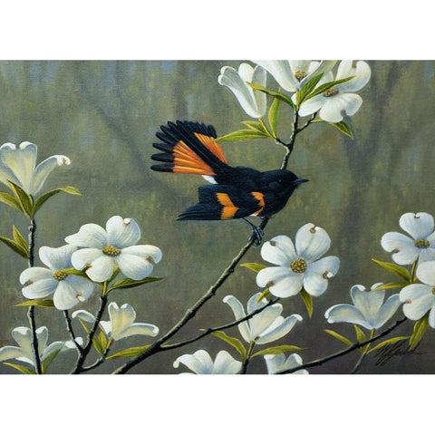 Redstart And Dogwood Black Modern Wood Framed Art Print with Double Matting by Goebel, Wilhelm