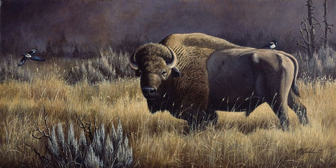 Bison And Magpies White Modern Wood Framed Art Print with Double Matting by Goebel, Wilhelm