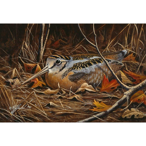 Woodcock In Hiding Gold Ornate Wood Framed Art Print with Double Matting by Goebel, Wilhelm