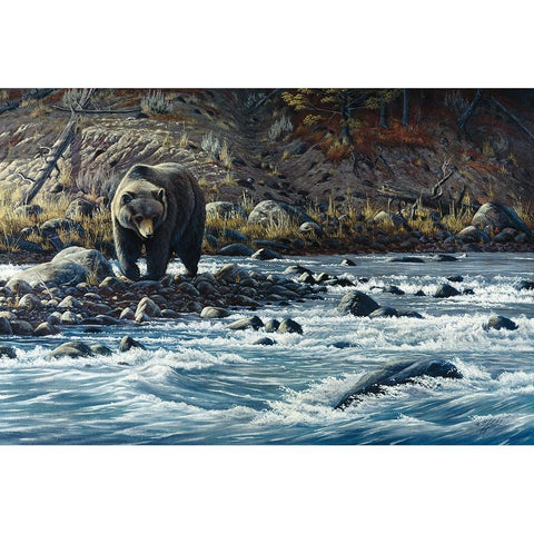 Along The Yellowstone - Grizzly White Modern Wood Framed Art Print by Goebel, Wilhelm