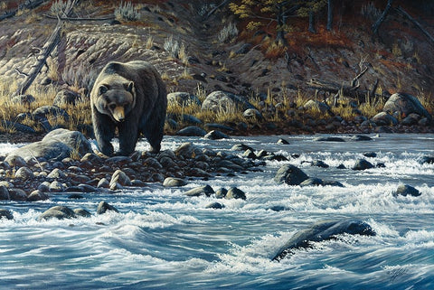 Along The Yellowstone - Grizzly White Modern Wood Framed Art Print with Double Matting by Goebel, Wilhelm