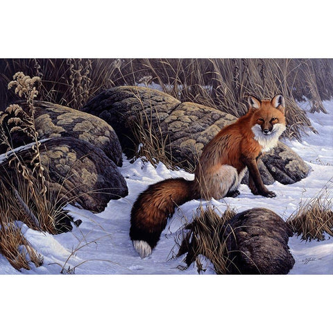 Mid Winter Pause - Red Fox White Modern Wood Framed Art Print by Goebel, Wilhelm