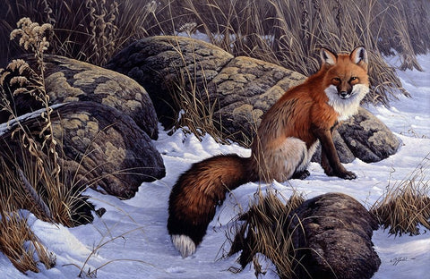 Mid Winter Pause - Red Fox Black Ornate Wood Framed Art Print with Double Matting by Goebel, Wilhelm