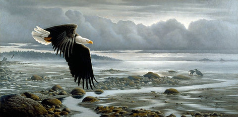 Lowtide - Bald Eagle Black Ornate Wood Framed Art Print with Double Matting by Goebel, Wilhelm