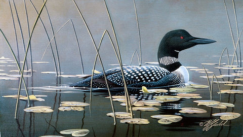 Loon In Reeds Black Ornate Wood Framed Art Print with Double Matting by Goebel, Wilhelm