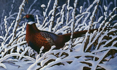 Fresh Snow - Ringneck Pheasant White Modern Wood Framed Art Print with Double Matting by Goebel, Wilhelm