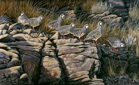Rimrock Covey - Chukars White Modern Wood Framed Art Print with Double Matting by Goebel, Wilhelm