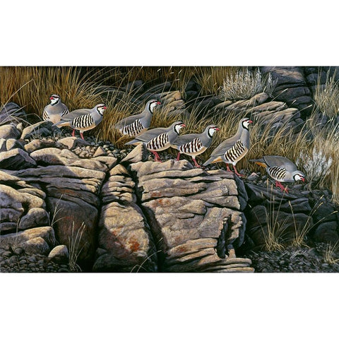 Rimrock Covey - Chukars White Modern Wood Framed Art Print by Goebel, Wilhelm