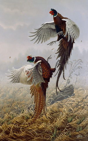 Ringneck Rivalry White Modern Wood Framed Art Print with Double Matting by Goebel, Wilhelm