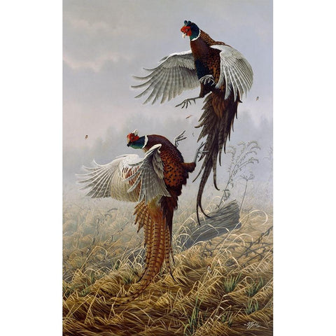 Ringneck Rivalry Black Modern Wood Framed Art Print by Goebel, Wilhelm