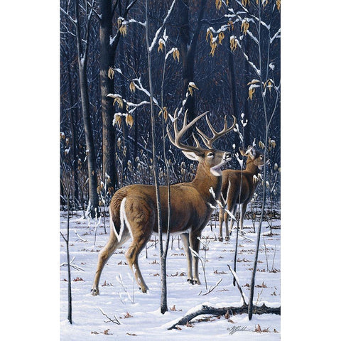 Buck In His Prime Black Modern Wood Framed Art Print with Double Matting by Goebel, Wilhelm