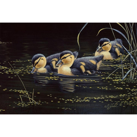 Mallard Ducklings White Modern Wood Framed Art Print by Goebel, Wilhelm