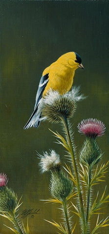 Goldfinch On Thistle Black Ornate Wood Framed Art Print with Double Matting by Goebel, Wilhelm