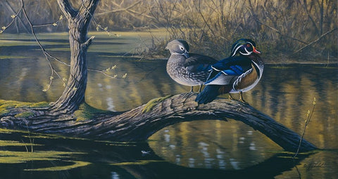 Spring Pair - Wood Ducks White Modern Wood Framed Art Print with Double Matting by Goebel, Wilhelm