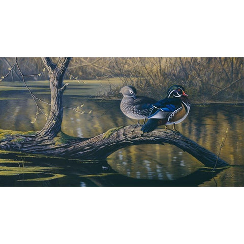 Spring Pair - Wood Ducks Black Modern Wood Framed Art Print by Goebel, Wilhelm