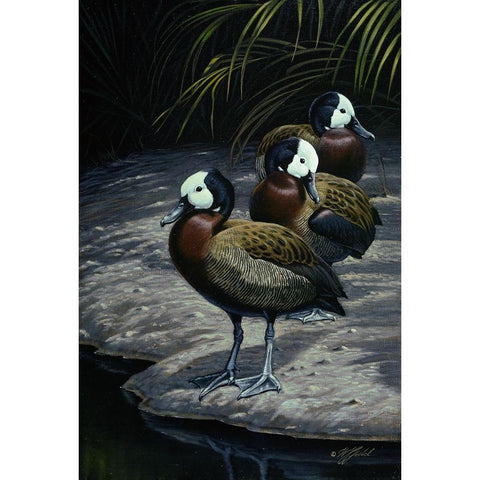 White Faced Whistleing Ducks White Modern Wood Framed Art Print by Goebel, Wilhelm