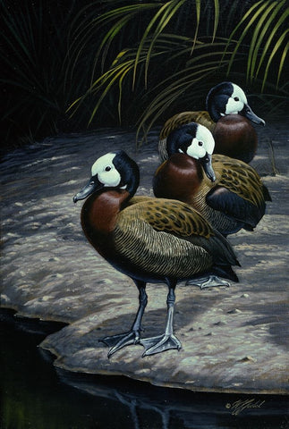 White Faced Whistleing Ducks White Modern Wood Framed Art Print with Double Matting by Goebel, Wilhelm