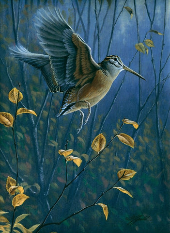 Woodcock On The Wing White Modern Wood Framed Art Print with Double Matting by Goebel, Wilhelm