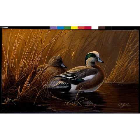 Widgeon In The Grass Black Modern Wood Framed Art Print with Double Matting by Goebel, Wilhelm