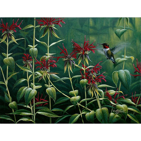 Ruby Throat Hummingbird And Monarda White Modern Wood Framed Art Print by Goebel, Wilhelm