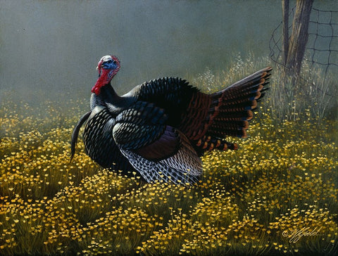 Belly Deep In Buttercups Black Ornate Wood Framed Art Print with Double Matting by Goebel, Wilhelm