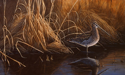 Evening Light - Snipe Black Ornate Wood Framed Art Print with Double Matting by Goebel, Wilhelm