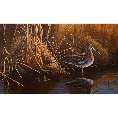 Evening Light - Snipe Black Modern Wood Framed Art Print with Double Matting by Goebel, Wilhelm