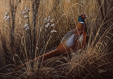 Pheasant In The Grass 2 Black Ornate Wood Framed Art Print with Double Matting by Goebel, Wilhelm