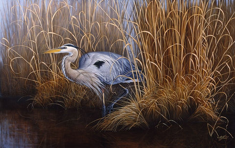 Set In Gold - Great Blue Heron White Modern Wood Framed Art Print with Double Matting by Goebel, Wilhelm