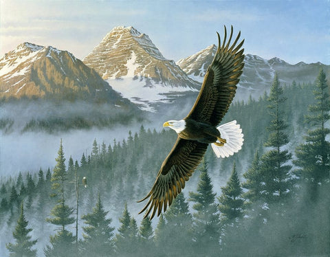 Soaring Eagle White Modern Wood Framed Art Print with Double Matting by Goebel, Wilhelm