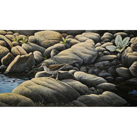 Along The Creek - Spotted Sandpiper Black Modern Wood Framed Art Print with Double Matting by Goebel, Wilhelm