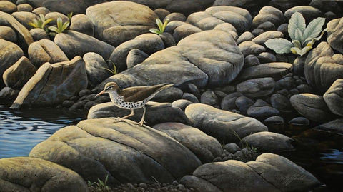 Along The Creek - Spotted Sandpiper White Modern Wood Framed Art Print with Double Matting by Goebel, Wilhelm