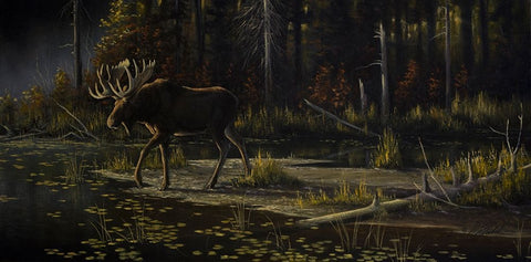 Autumn Moose Black Ornate Wood Framed Art Print with Double Matting by Goebel, Wilhelm