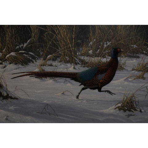 Strauch Pheasant White Modern Wood Framed Art Print by Goebel, Wilhelm