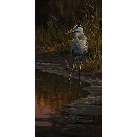 Walking The Edge - Great Blue Heron Black Modern Wood Framed Art Print with Double Matting by Goebel, Wilhelm