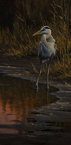 Walking The Edge - Great Blue Heron Black Ornate Wood Framed Art Print with Double Matting by Goebel, Wilhelm