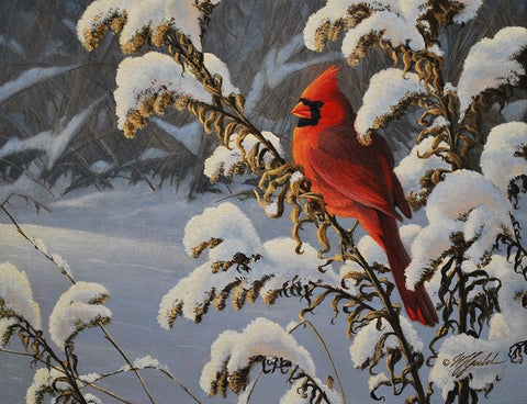 Winter Cardinal White Modern Wood Framed Art Print with Double Matting by Goebel, Wilhelm