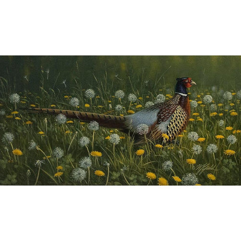 Dandy Rooster - Formosan Ring-necked Pheasant Black Modern Wood Framed Art Print with Double Matting by Goebel, Wilhelm