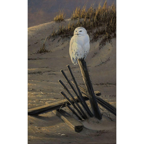 Dune Watcher - Snowy Owl Black Modern Wood Framed Art Print with Double Matting by Goebel, Wilhelm