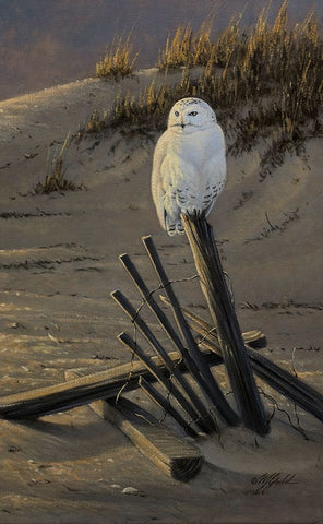 Dune Watcher - Snowy Owl White Modern Wood Framed Art Print with Double Matting by Goebel, Wilhelm
