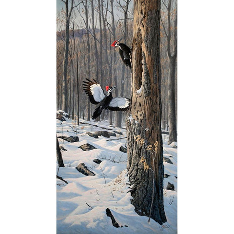 Swooping In - Pileated Woodpeckers White Modern Wood Framed Art Print by Goebel, Wilhelm