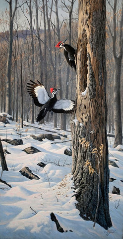 Swooping In - Pileated Woodpeckers White Modern Wood Framed Art Print with Double Matting by Goebel, Wilhelm