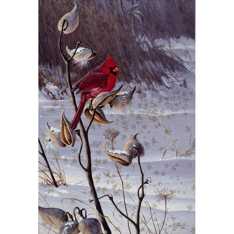 Cardinal And Milkweed Black Modern Wood Framed Art Print with Double Matting by Goebel, Wilhelm