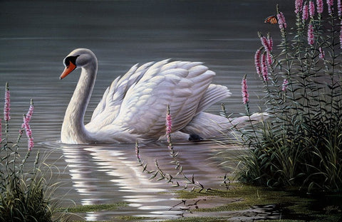 Summer Idyll - Mute Swan White Modern Wood Framed Art Print with Double Matting by Goebel, Wilhelm