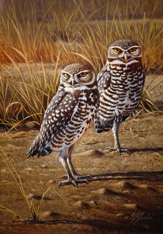 Burrowing Owls Black Ornate Wood Framed Art Print with Double Matting by Goebel, Wilhelm