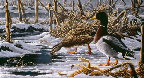 Spring Thaw - Mallards White Modern Wood Framed Art Print with Double Matting by Goebel, Wilhelm