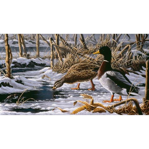 Spring Thaw - Mallards Black Modern Wood Framed Art Print with Double Matting by Goebel, Wilhelm