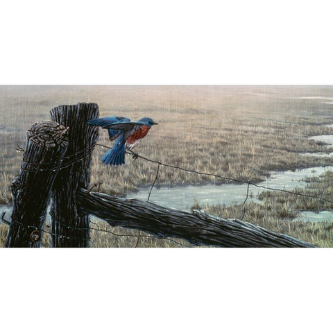 April Showers - Eastern Bluebird White Modern Wood Framed Art Print by Goebel, Wilhelm
