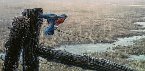 April Showers - Eastern Bluebird White Modern Wood Framed Art Print with Double Matting by Goebel, Wilhelm